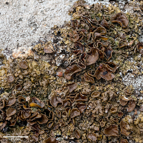 diskovka hnedočierna (Xanthoparmelia pulla)