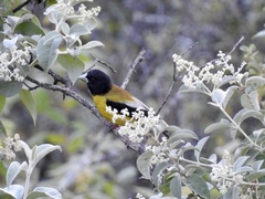 Coccothraustes abeillei