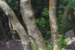 Ilex pedunculosa