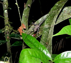 Heterophrynus cervinus