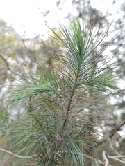 Pinus maximartinezii