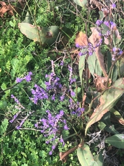 Limonium vulgare