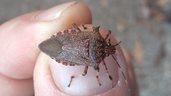 Alcaeorrhynchus grandis