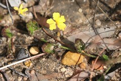 Goodenia rotundifolia