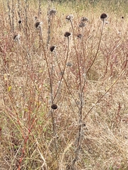 Rabdophaga rosaria
