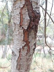 Pinus maximartinezii