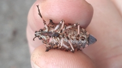 Alcaeorrhynchus grandis