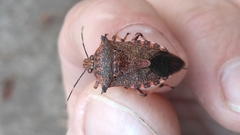 Alcaeorrhynchus grandis