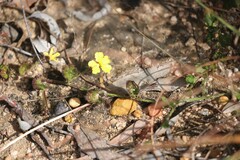 Goodenia rotundifolia