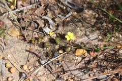 Goodenia rotundifolia
