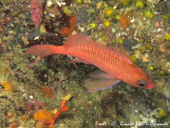 Anthias anthias