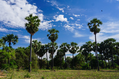 Borassus flabellifer