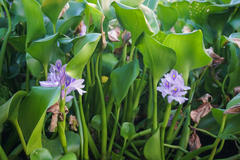 Pontederia crassipes