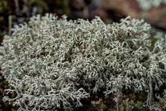 Cladonia arbuscula mitis