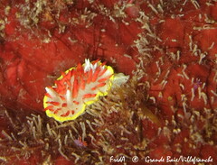 Diaphorodoris papillata