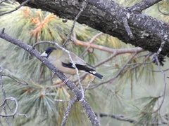 Coccothraustes abeillei