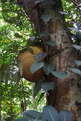 Artocarpus integer