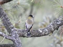 Coccothraustes abeillei