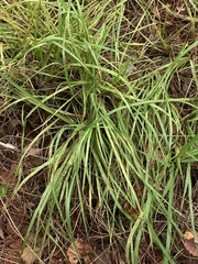 Paspalum setaceum