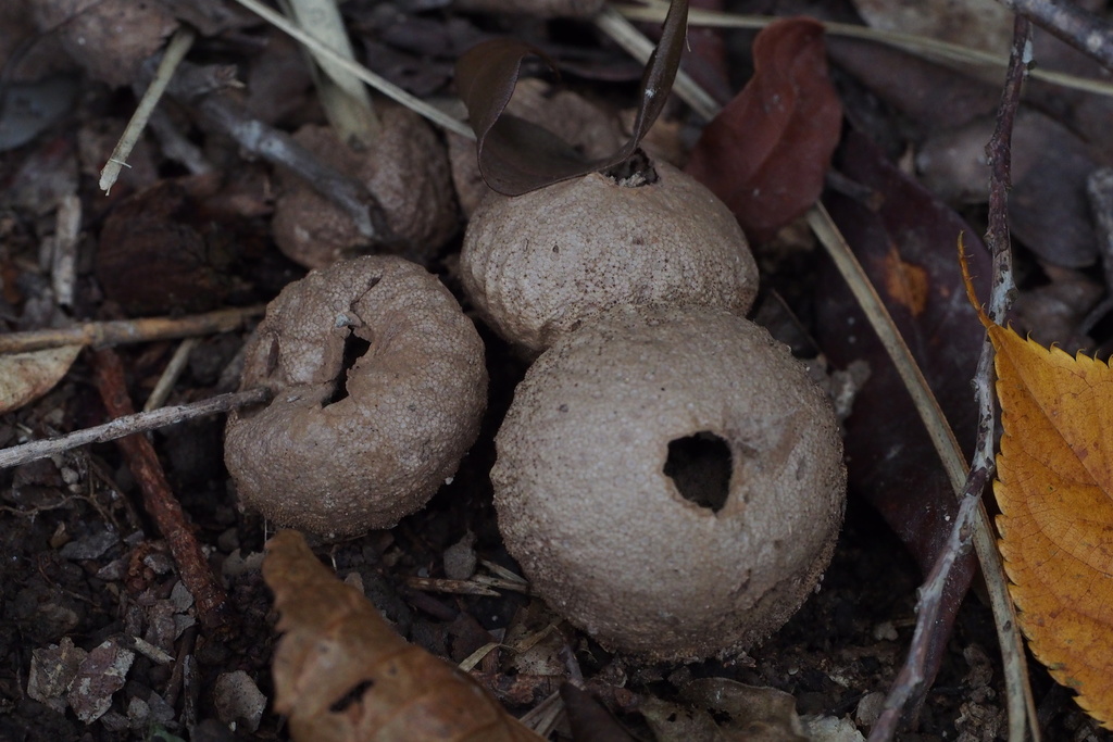 Lycoperdon perlatum · September 2015 · photo: © harumkoh (iNaturalist, cc-by)