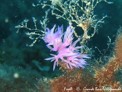 Flabellina affinis