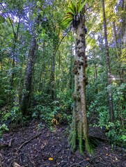 Dysoxylum parasiticum