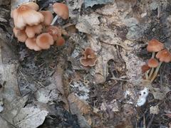 Marasmius cohaerens lachnophyllus