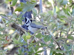 Baeolophus wollweberi
