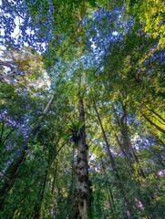 Dysoxylum parasiticum