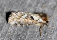 Korscheltellus gracilis