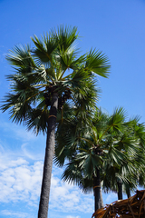 Borassus flabellifer