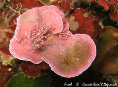 Lithophyllum stictaeforme
