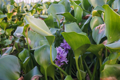 Pontederia crassipes