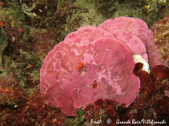 Lithophyllum stictaeforme