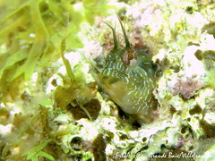 Parablennius incognitus