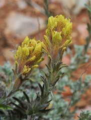 Castilleja cinerea
