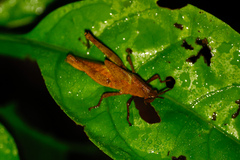 Desmoptera truncatipennis