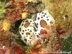 Peltodoris atromaculata