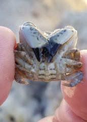 Decapoda