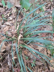 Liriope spicata