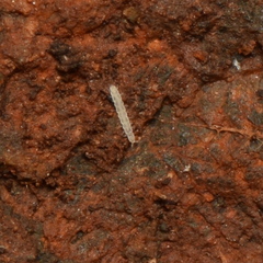Pauropoda