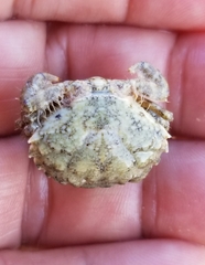 Decapoda