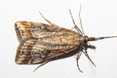 Eudonia chalara