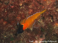 Tripterygion delaisi