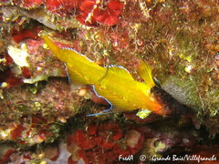 Tripterygion delaisi