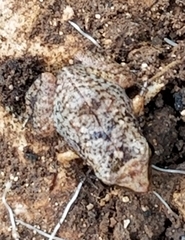 Eleutherodactylus rogersi