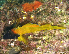 Tripterygion delaisi