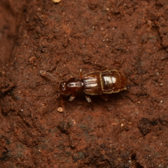 Pselaphinae