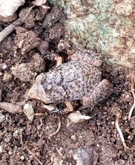 Eleutherodactylus rogersi