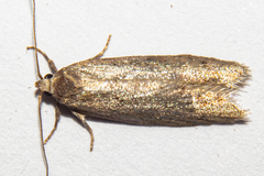 Leptocroca asphaltis